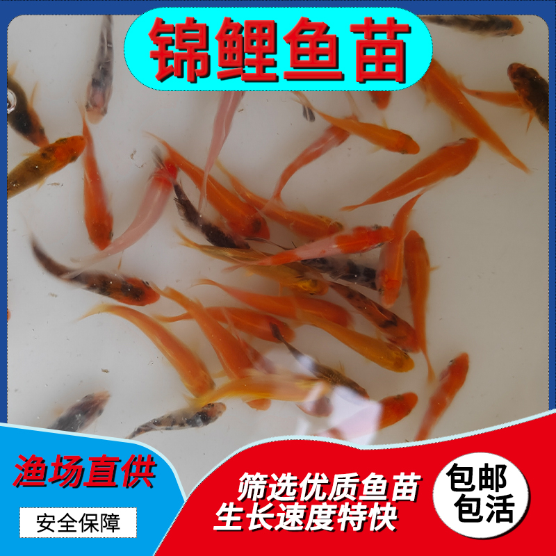 金鱼锦鲤淡水冷水鱼苗好养耐活观赏性活体鱼苗银鳕鱼兰寿金鱼