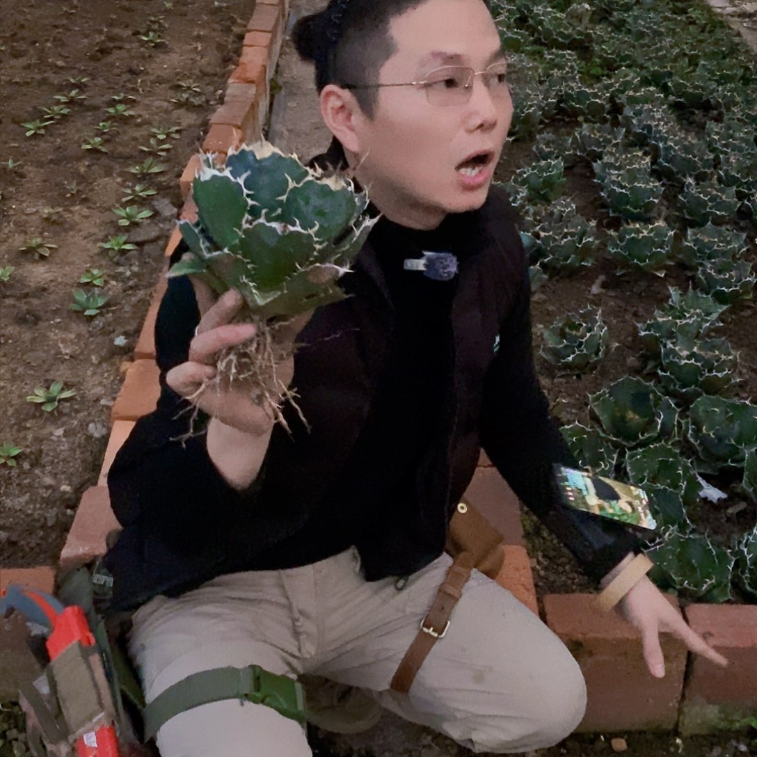 正版白鲸冠幅15厘米左右