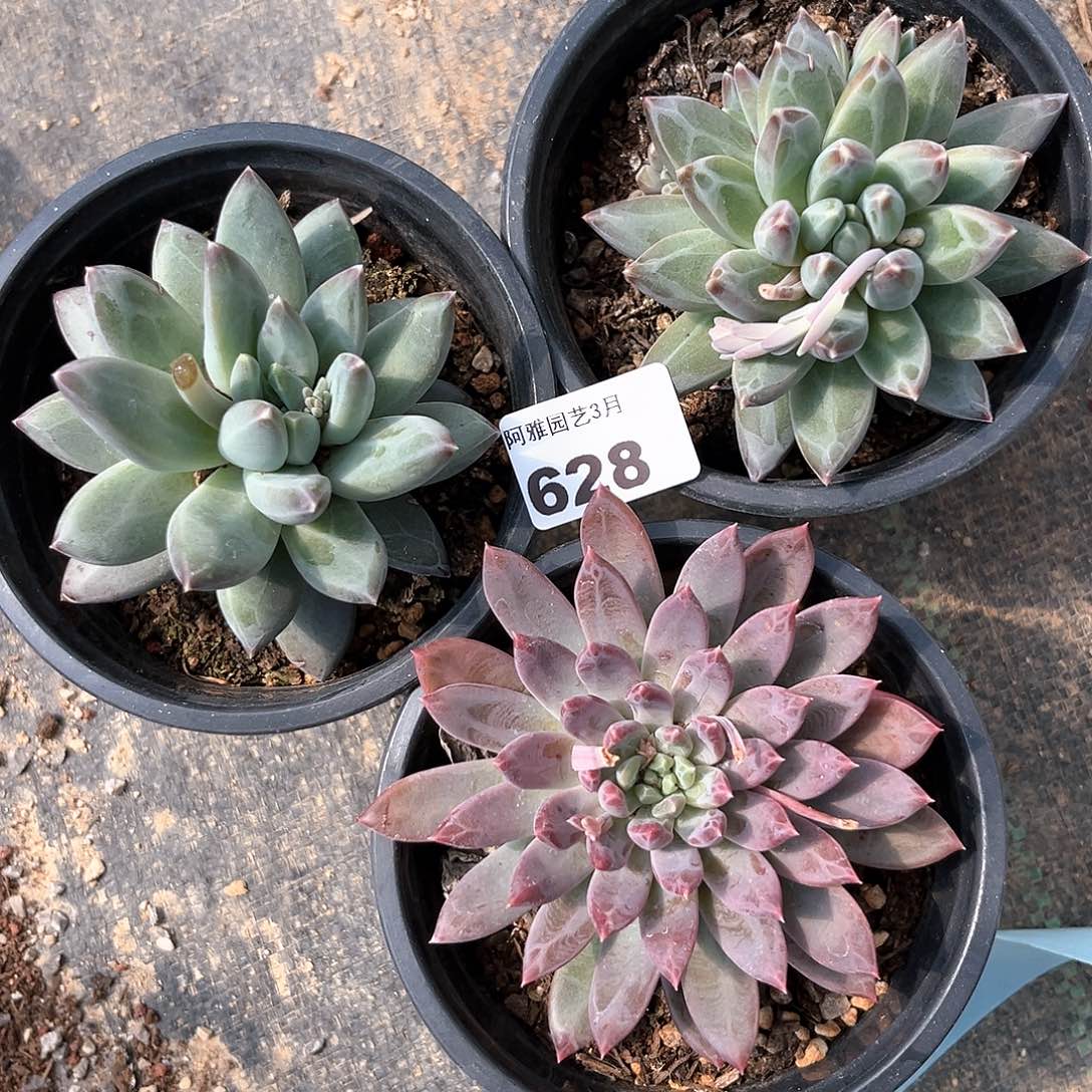 阿雅园艺。   628