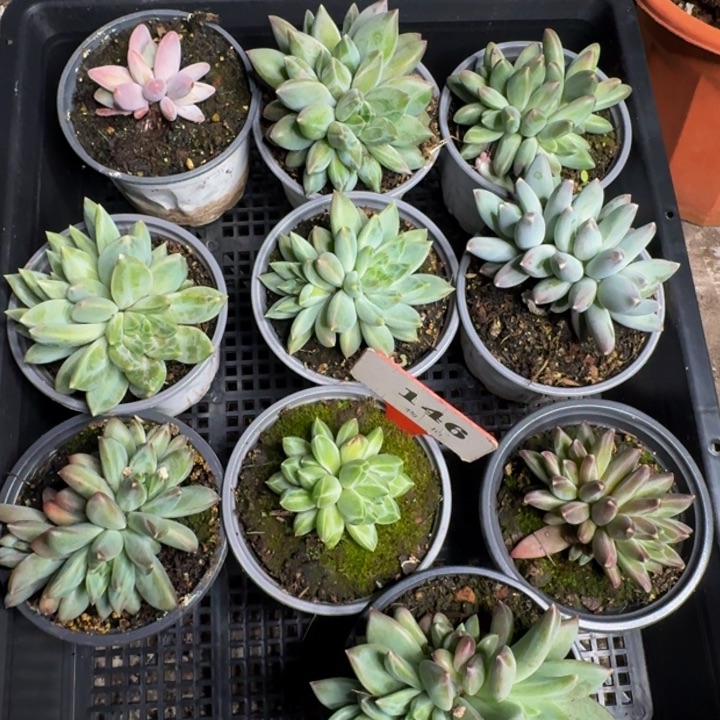 146多肉植物一物一拍