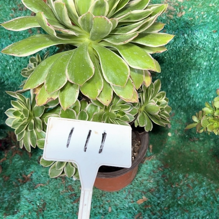 多肉植物大叶法师