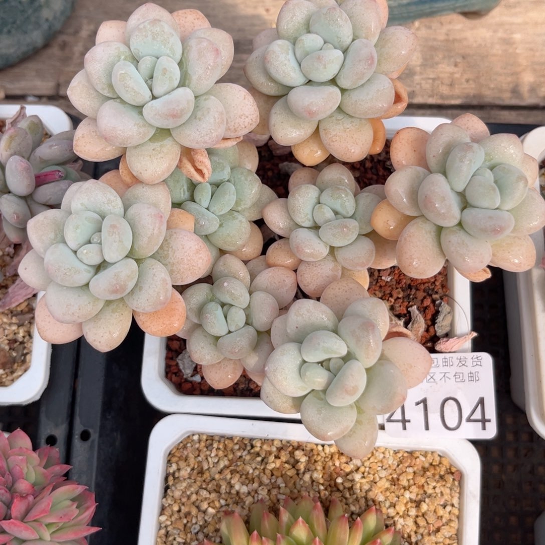 大4104:，cv cb g n n n