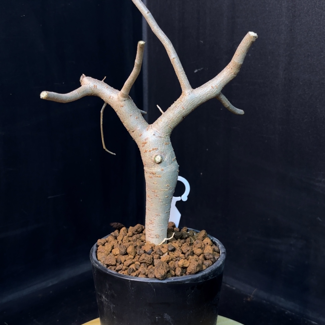 芳香裂榄带盆土hh