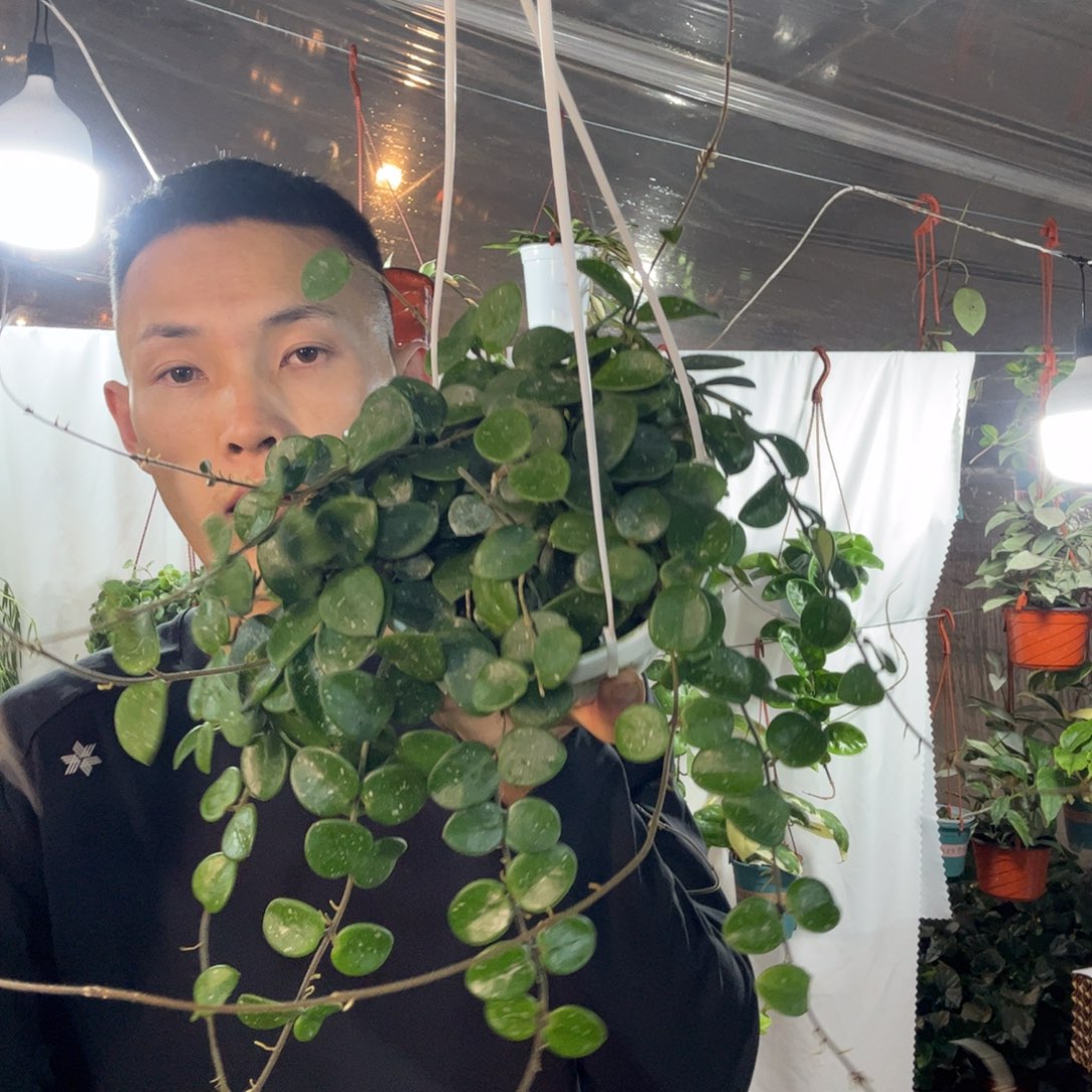 香***雪无花朵杂葡球兰品种