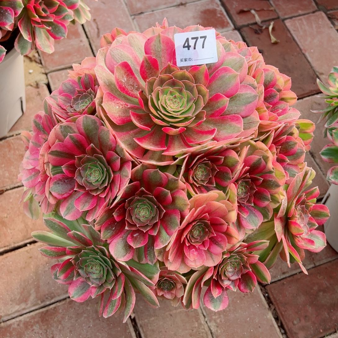 477雨荷法师多肉植物