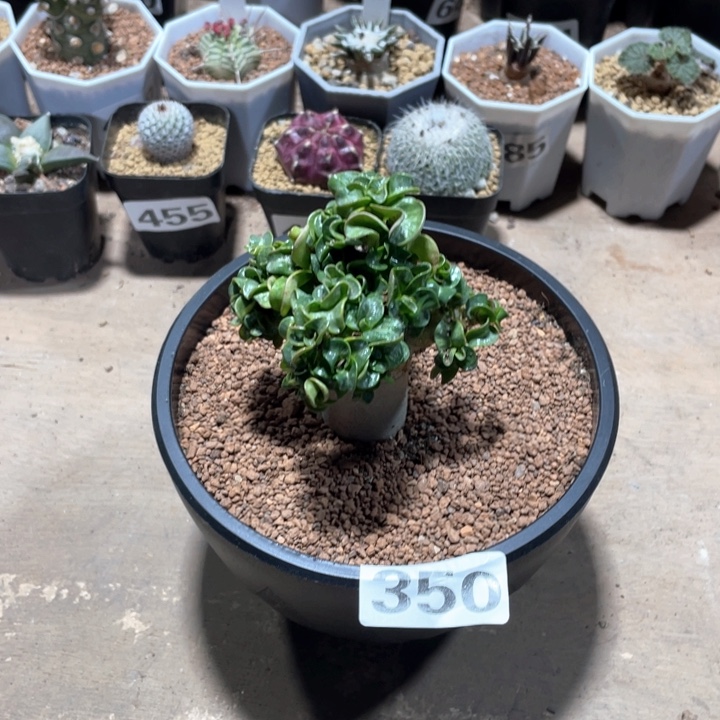 350卡汉羊角卷叶沙玫