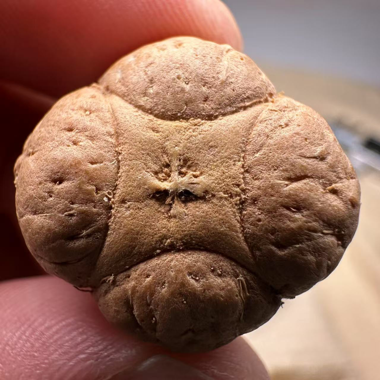 尼泊尔麒麟眼菩提，尺寸22，厚度13，s系列