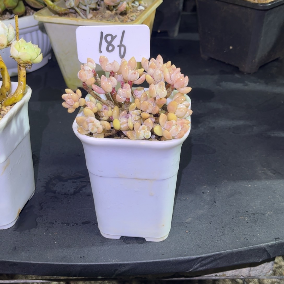 186 小曹年度一物一拍