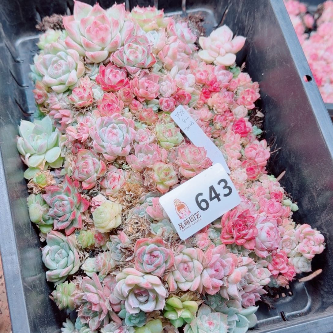 利***多肉植物多肉植物