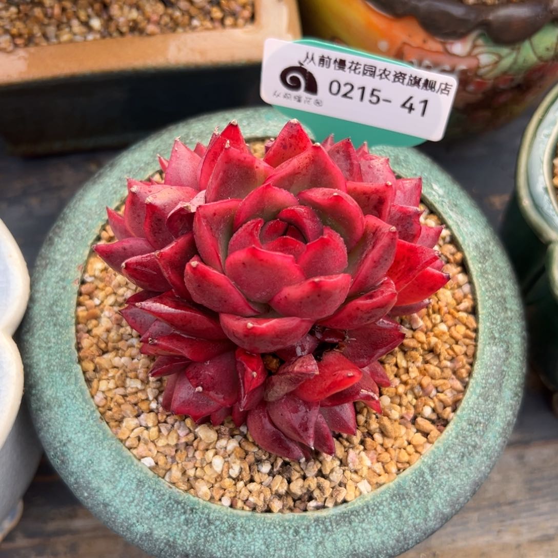 多肉一物一拍0215-41