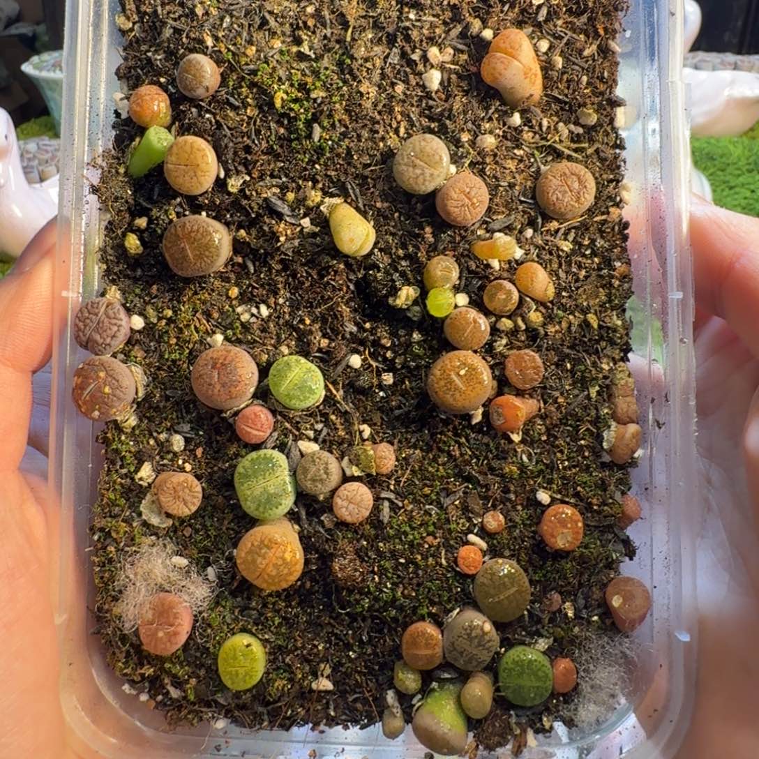 多肉植物和植物等1061