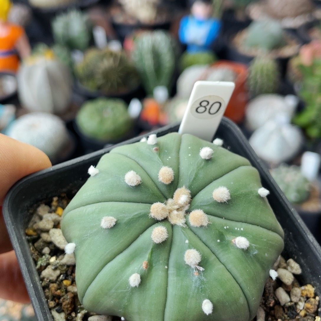 仙人球满28包邮盆口径5公分5.6公分