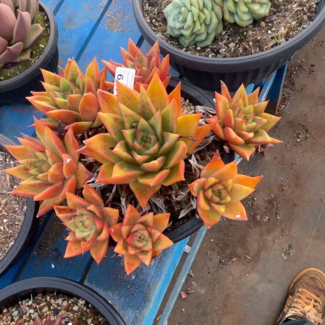 无花朵若如东云单拍B179