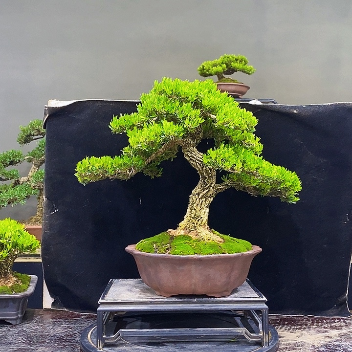 无花朵M黄杨盆景四季常青