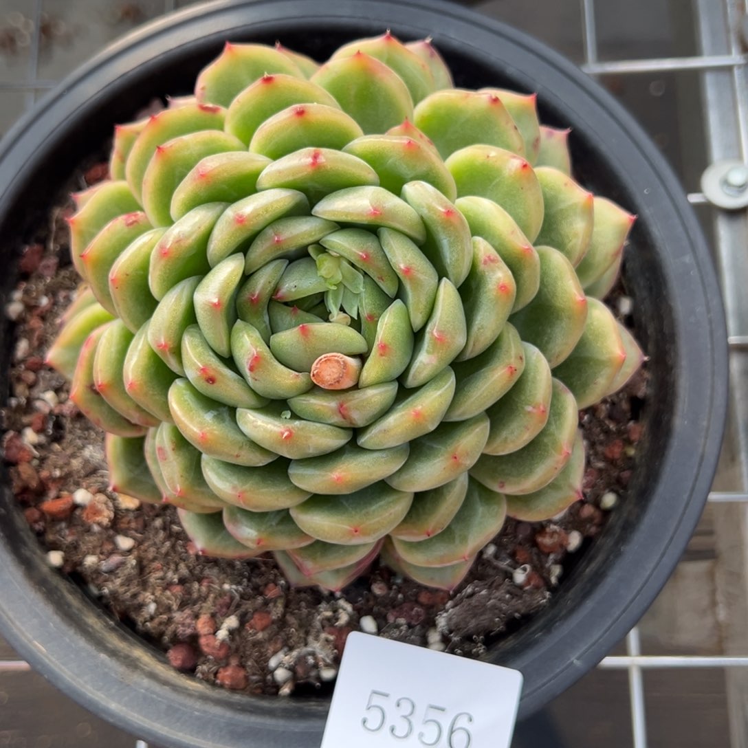 红*?5356肉肉肉肉肉肉肉