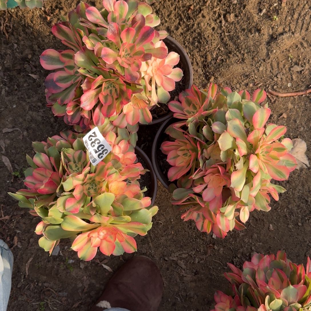 法师香妃3颗17-30 3532