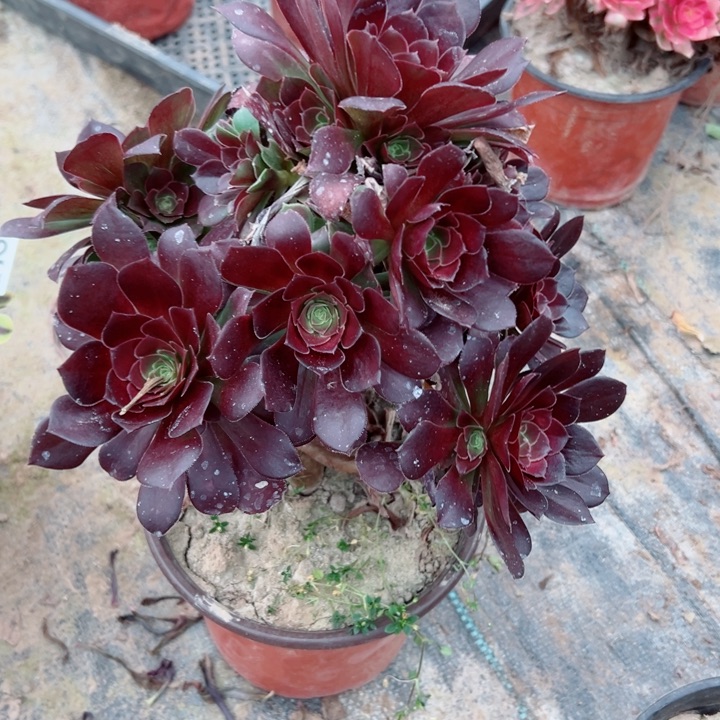 813玫瑰多肉妖桩多肉