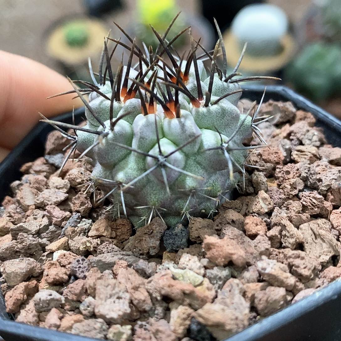 孤品实生控养白蜡白肌素妆玉3cm