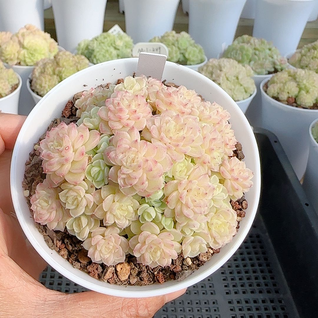 1124-101（fm-209）优选