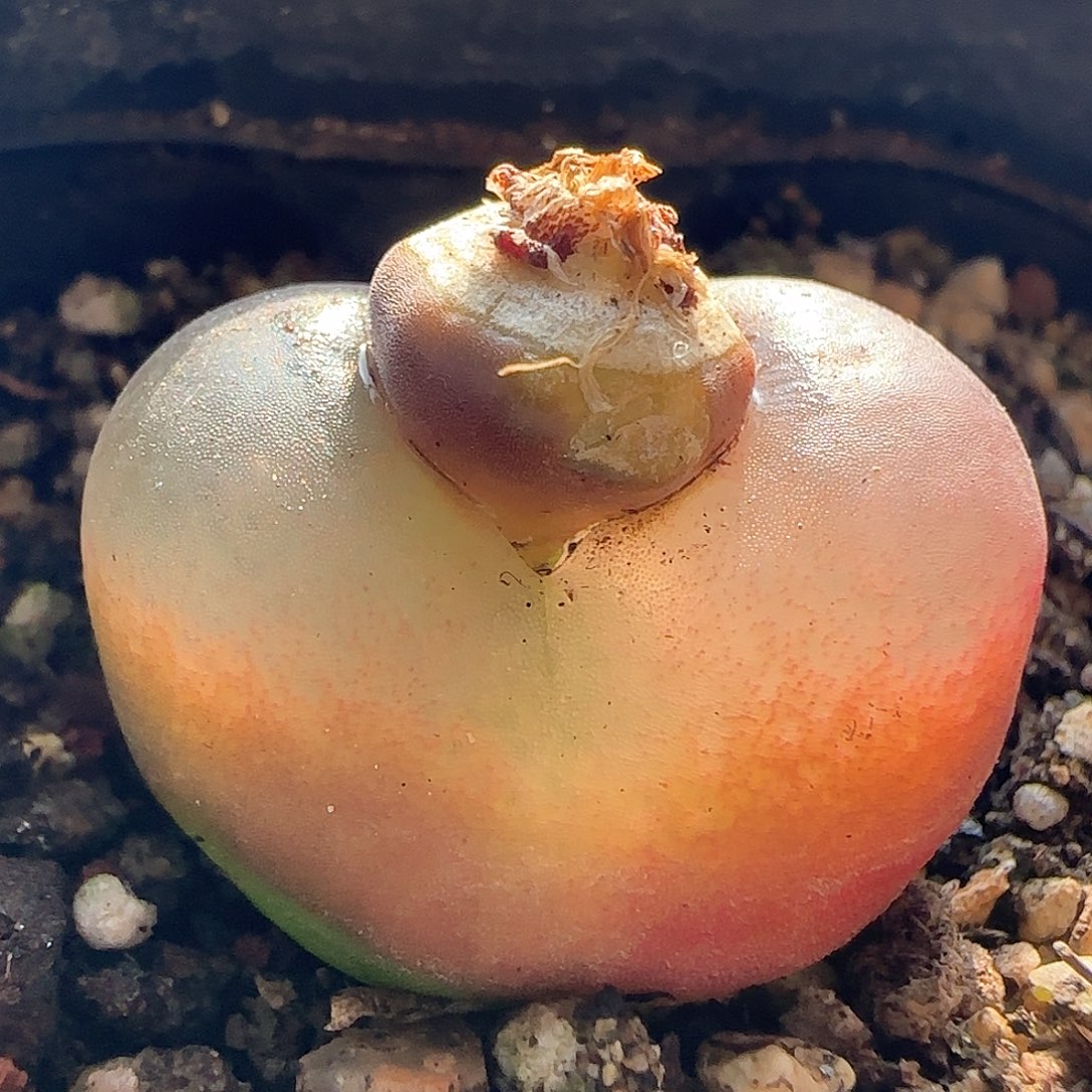 脱土发货28包邮25581