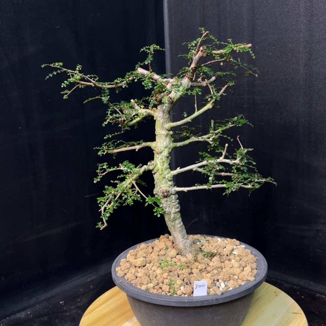 列加漆树带盆发货