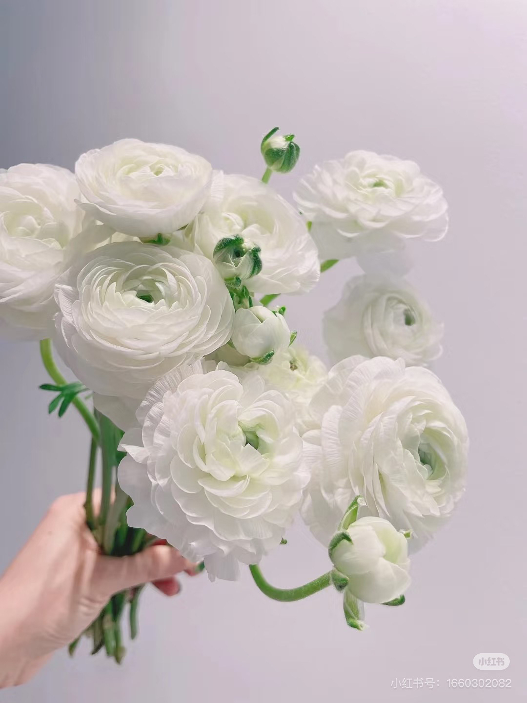 白色洋牡丹3扎顺丰冷链包邮