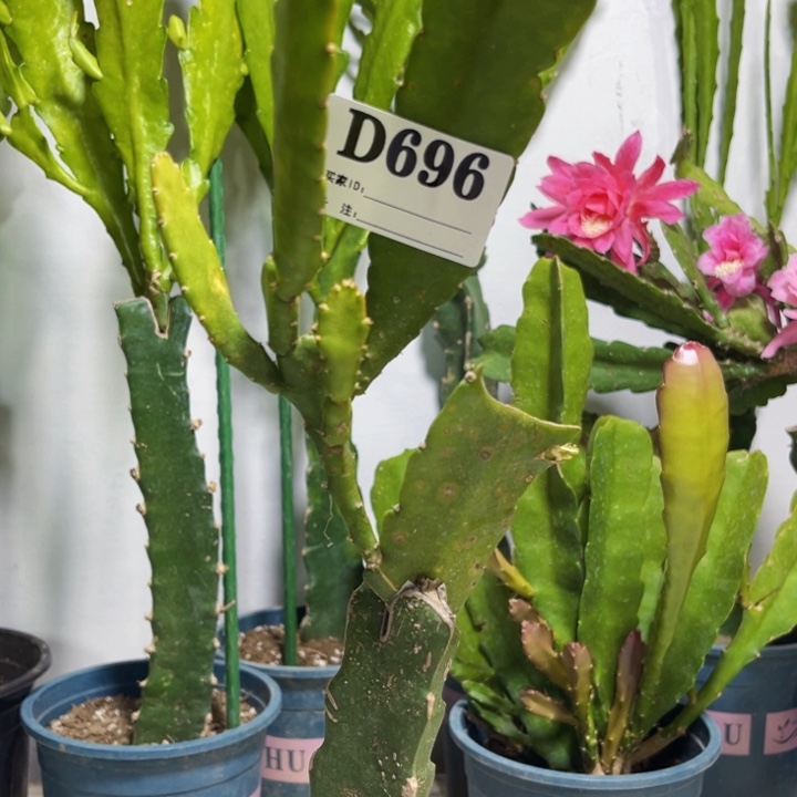 当前无花栽培后可以开花696