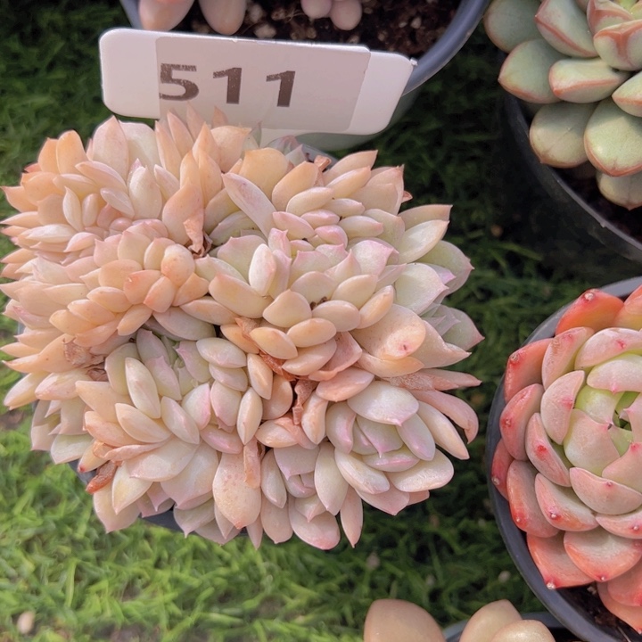 健健康康平平安安