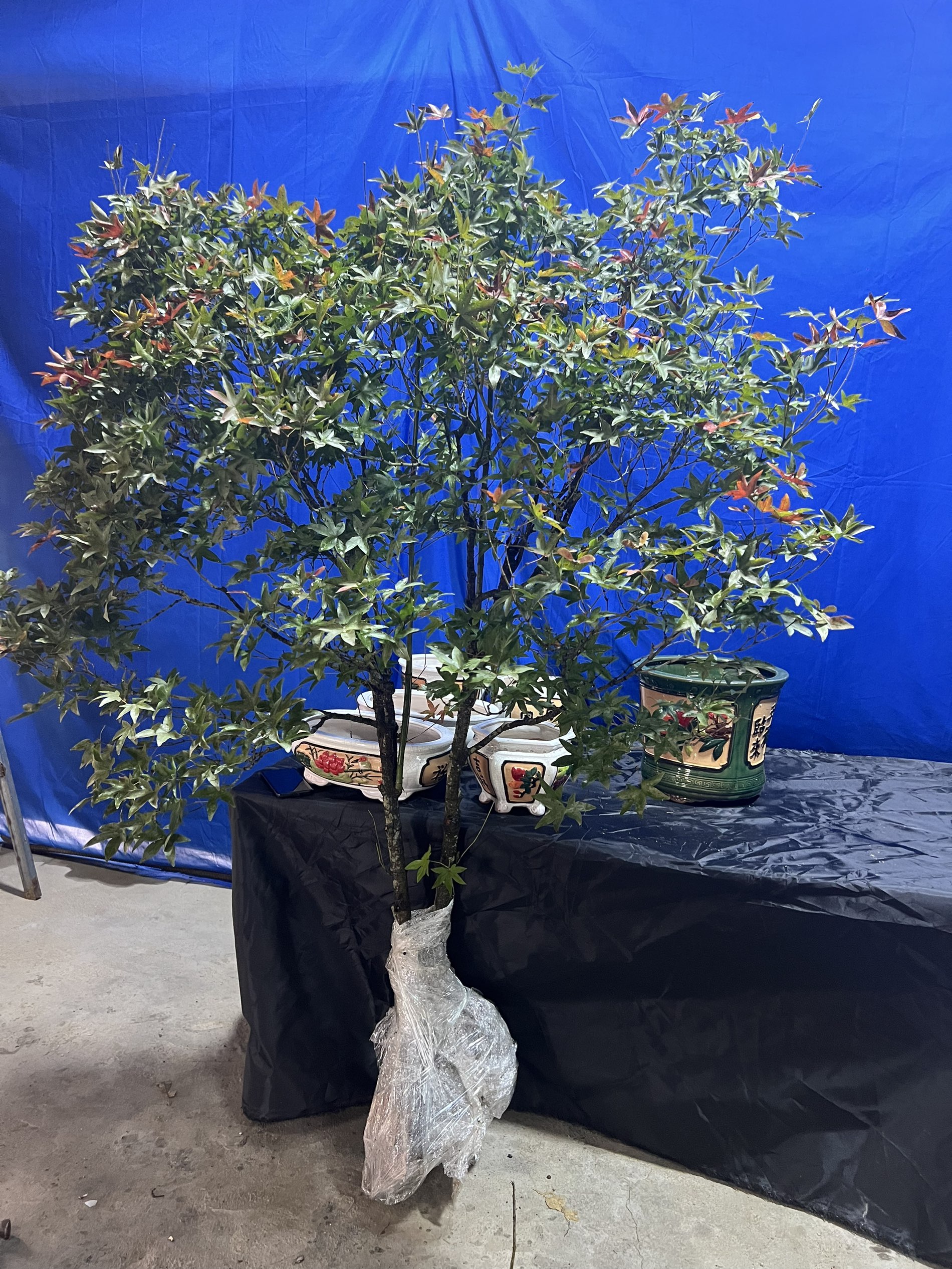 海岛石枫不要自己下单各类微小盆景