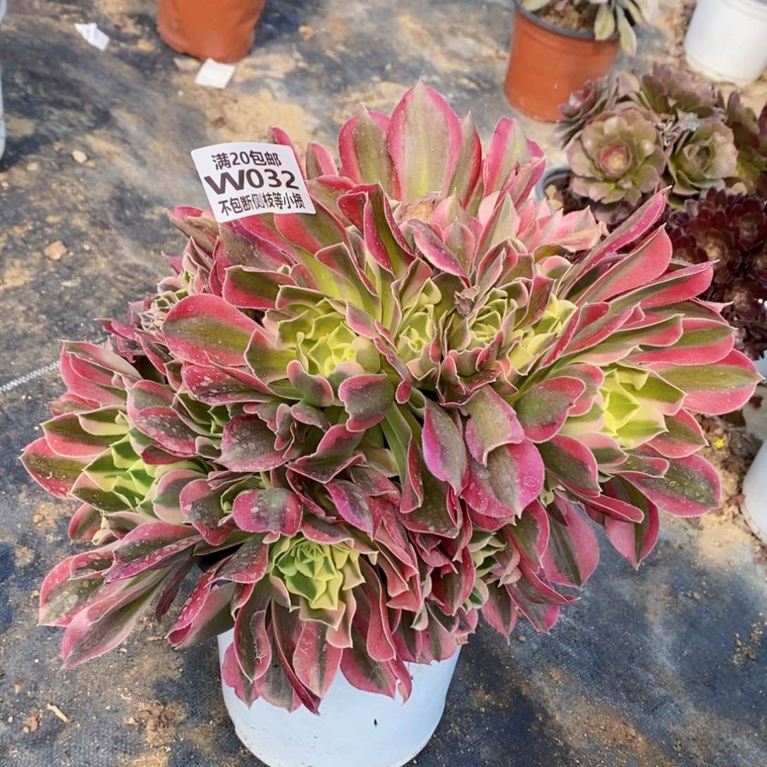 032白凤多肉法师锦有砍