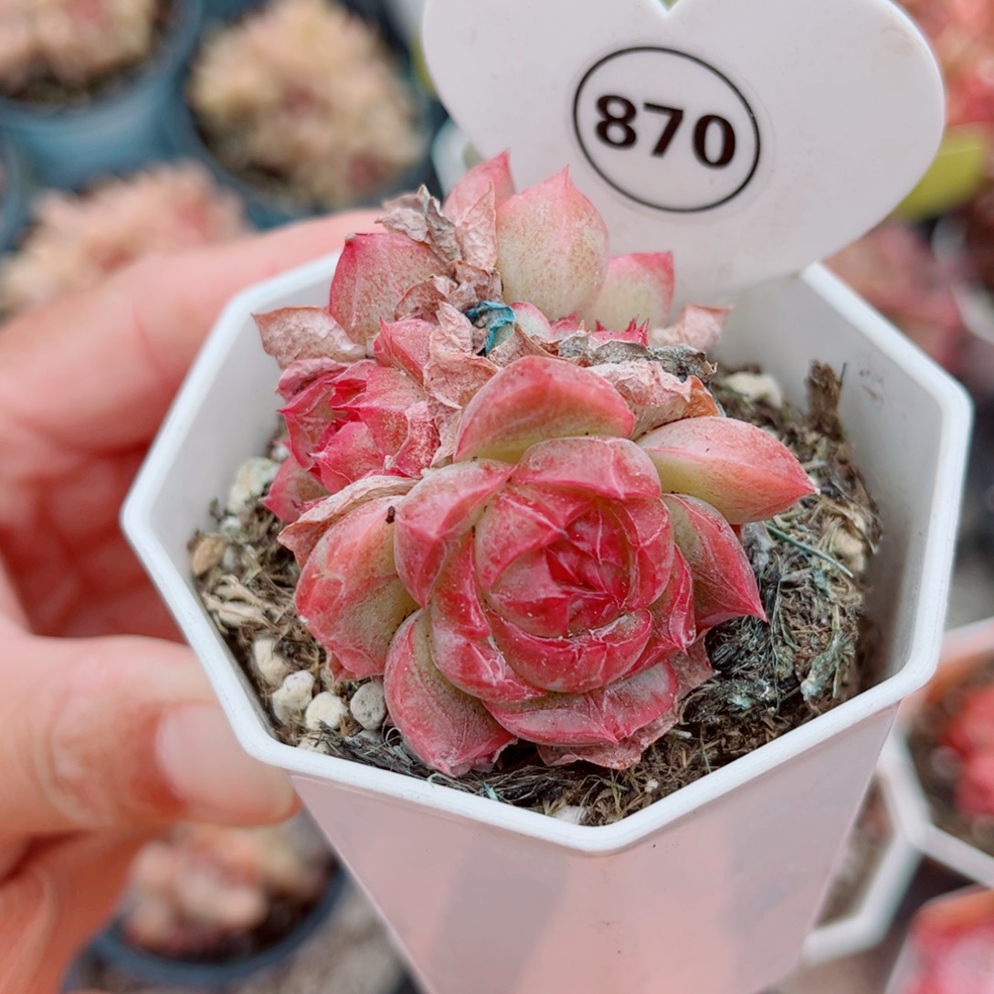 870号小老桩珍妮群