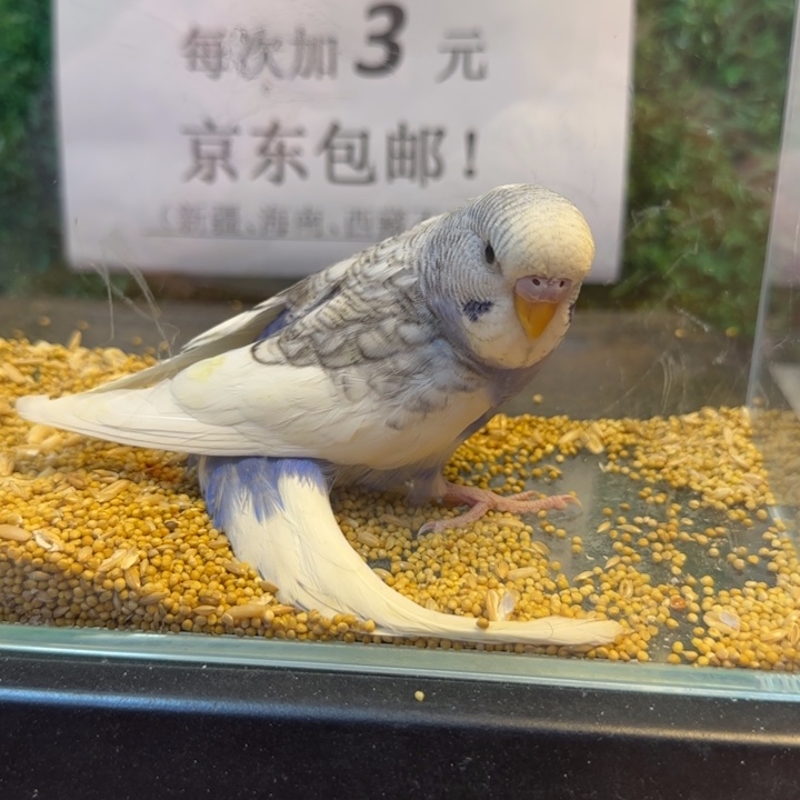 虎皮鹦鹉大头虎皮鹦鹉