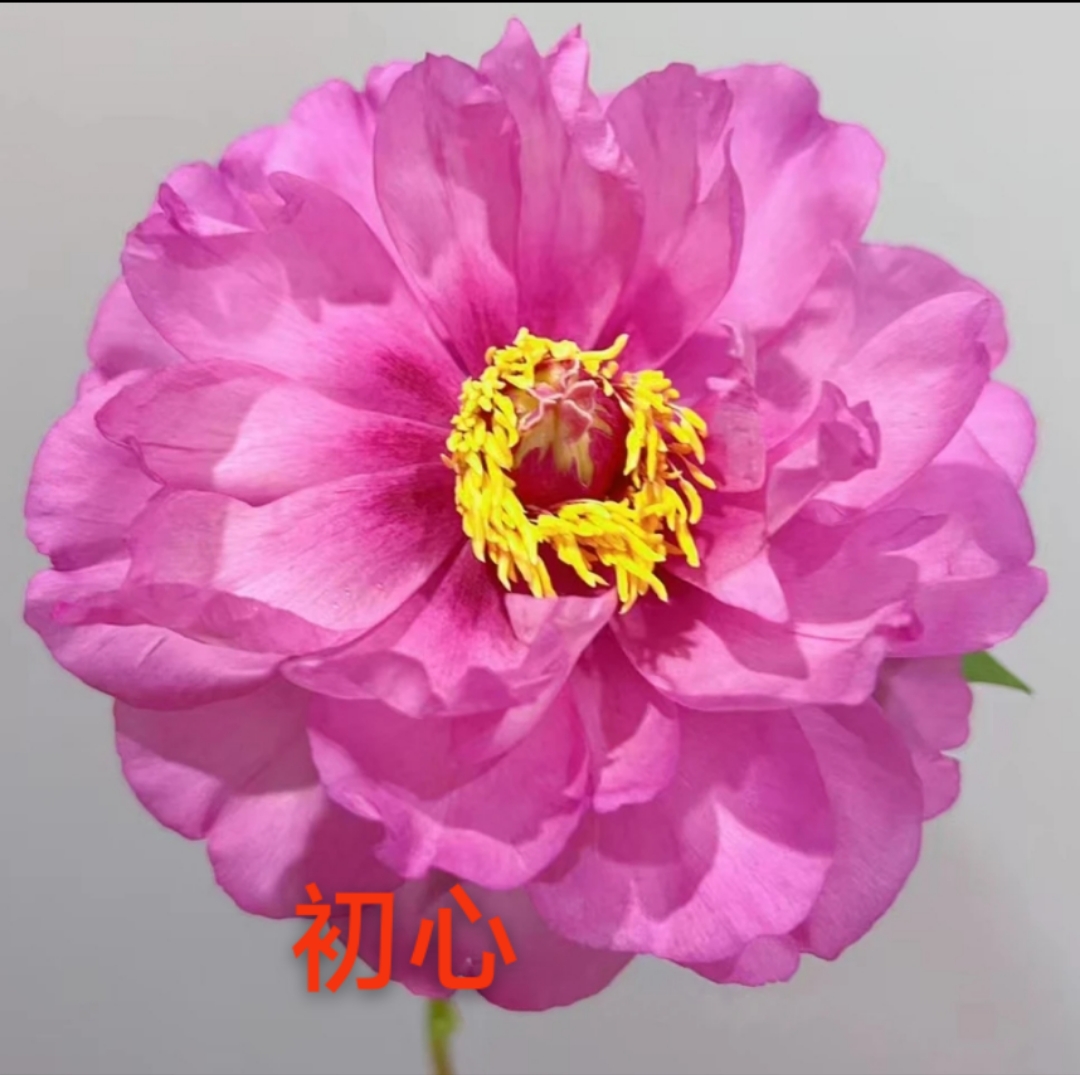 初心伊藤系列进口牡丹芍药杂交品种原盆原土发货