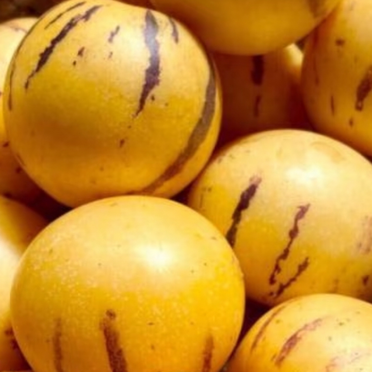 八戒人参果一盒6颗-水果届的灌汤包！