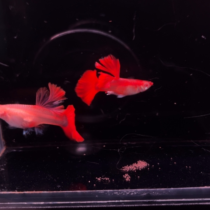 孔雀鱼折扇白子1对