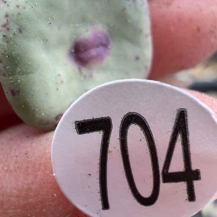 704号1111111111111111