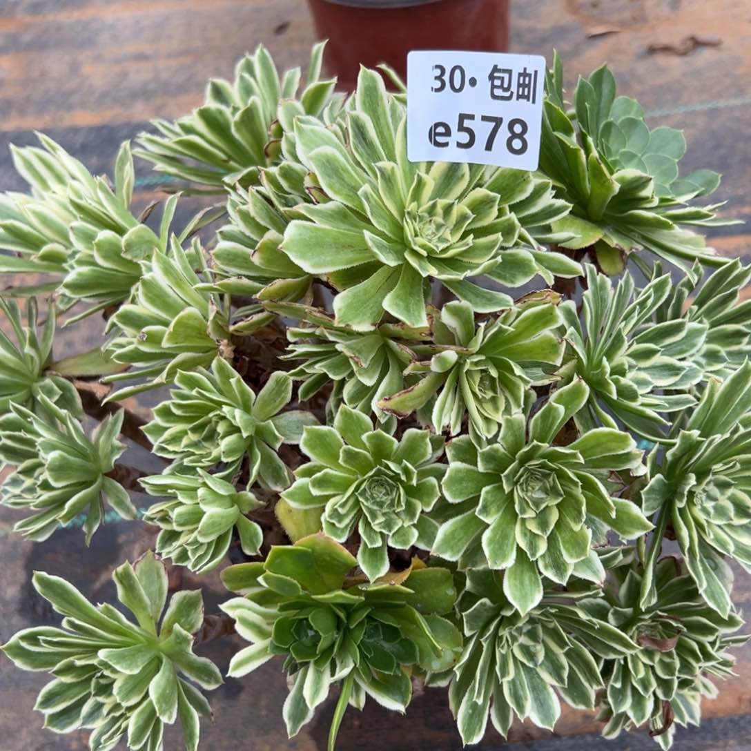 578碧浪多肉法师