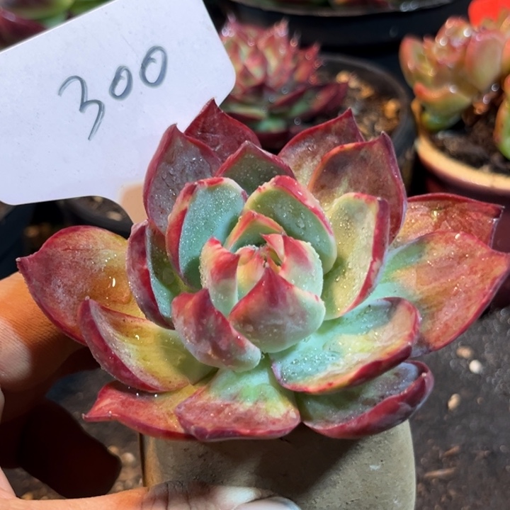 惊鸿一物一拍包装收缩花旱300