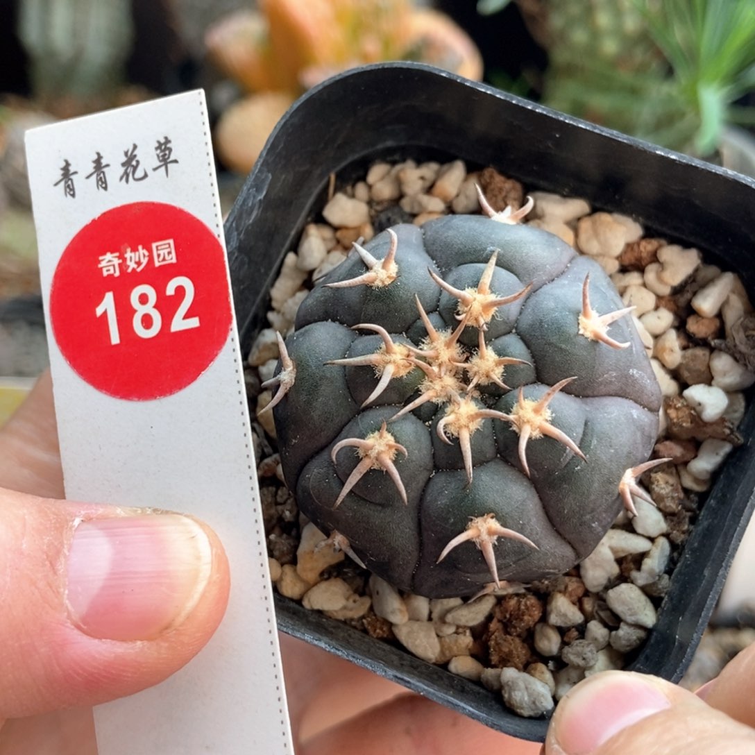 实生猫爪3.9cm一棵仙人球