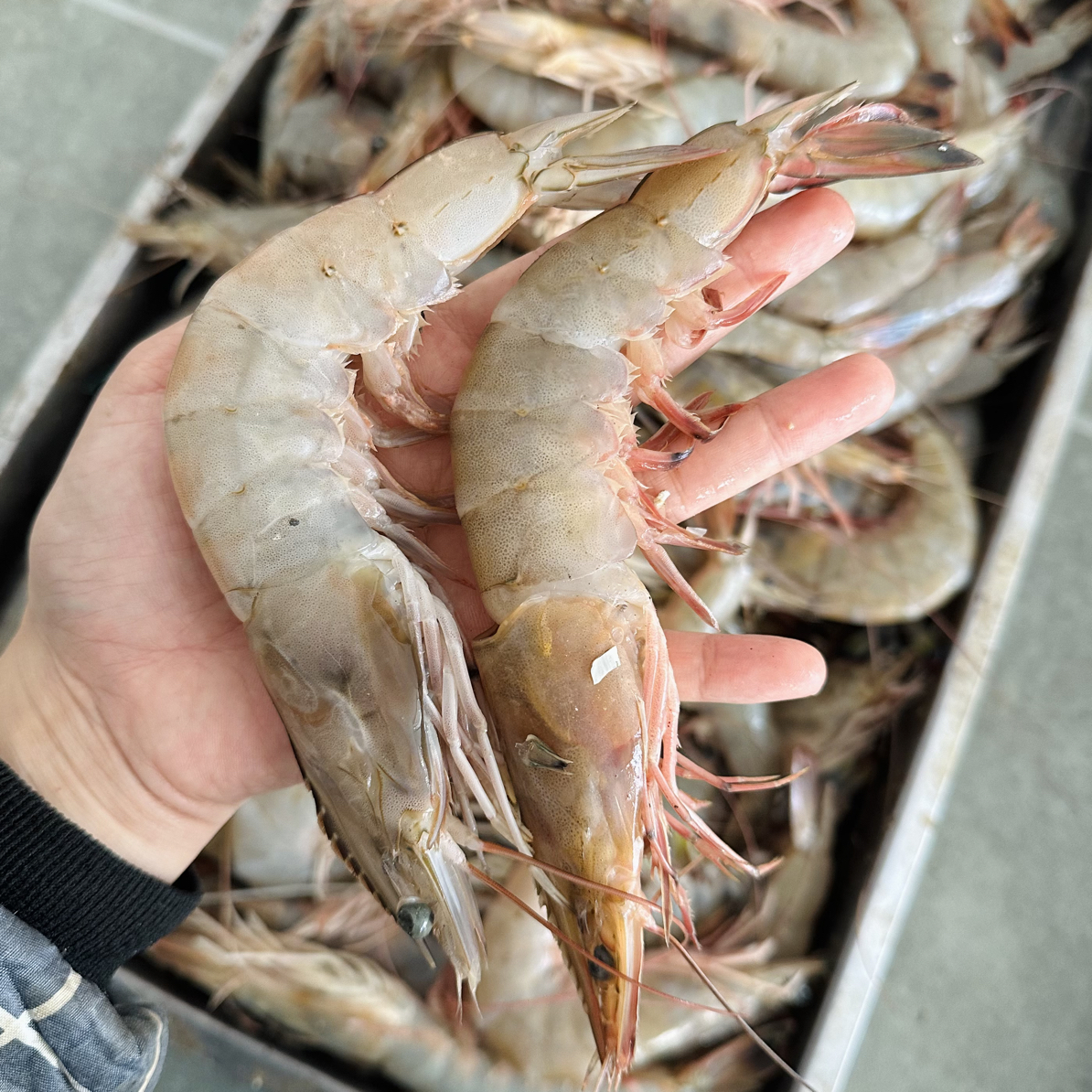 野生大海虾青虾黄哨子虾顺丰包邮