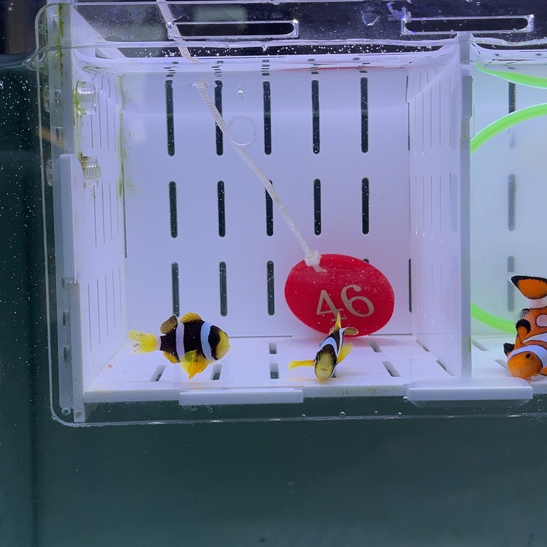 海水鱼人工金双待3-4