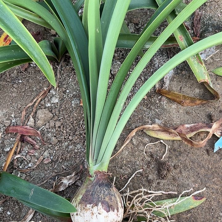 L****e安吉拉五➕有标1890