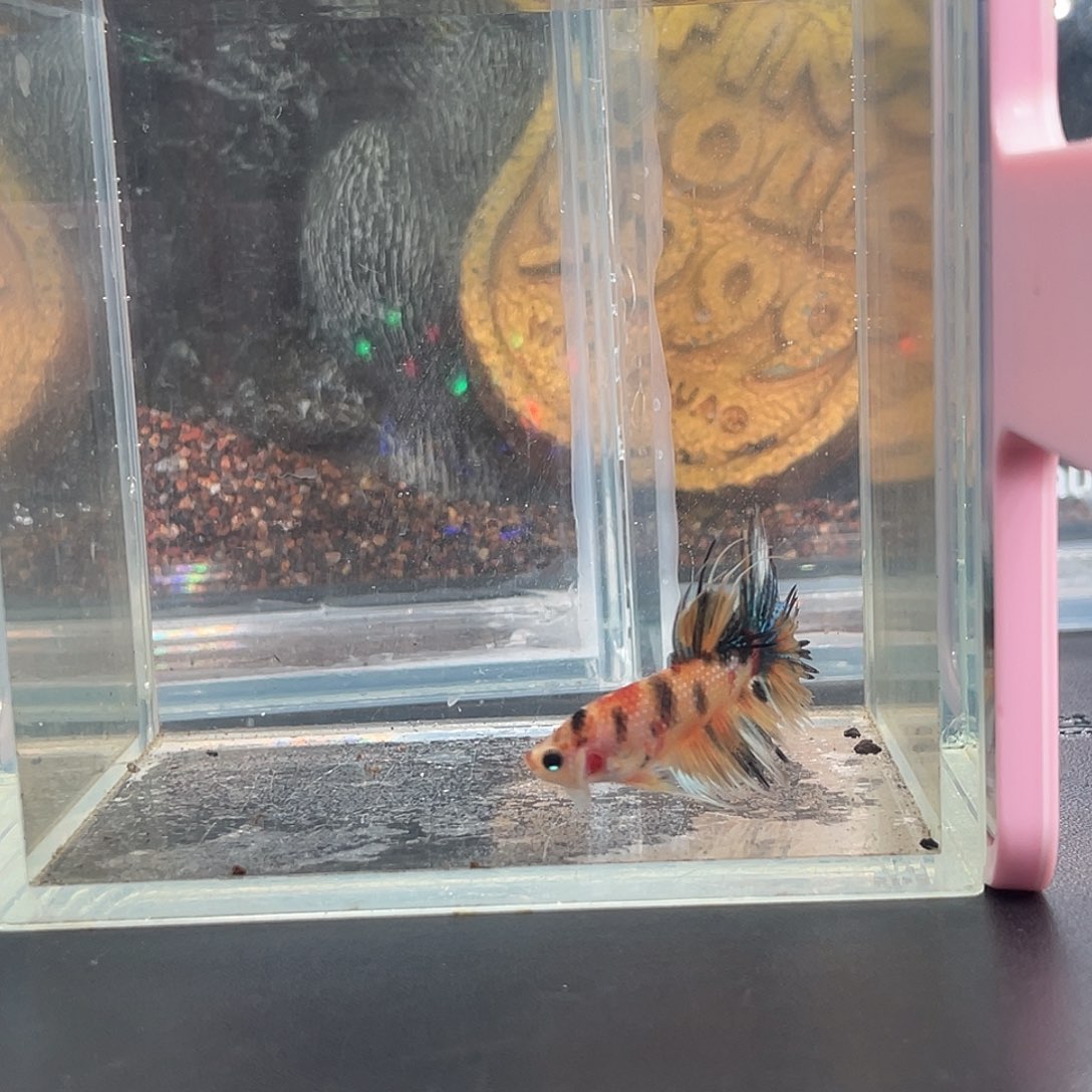 斗鱼10号12晚糖果ctpk