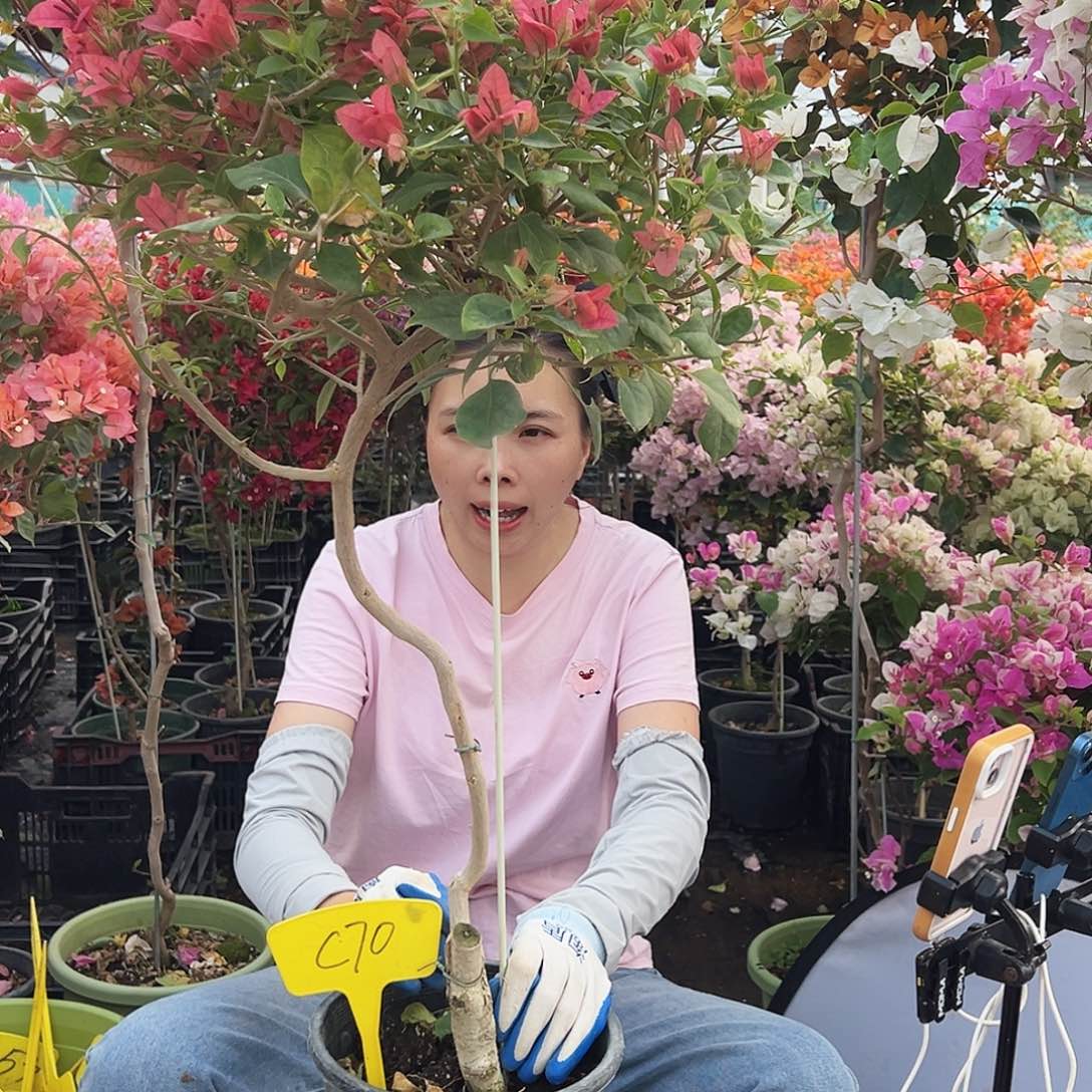 H***n大部分花苞少量开放伊沙贝拉