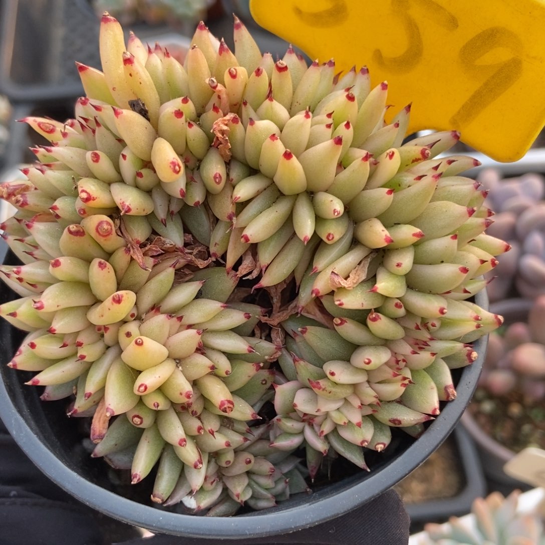 559爱克魂锦缀多肉植物