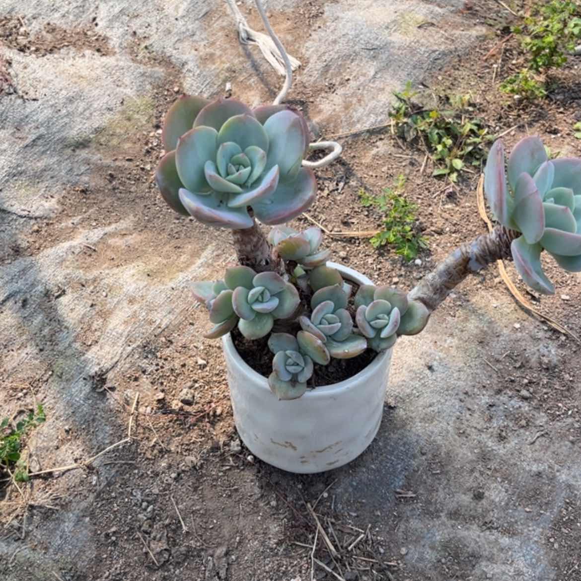 【闪购商品】无花朵风**吹