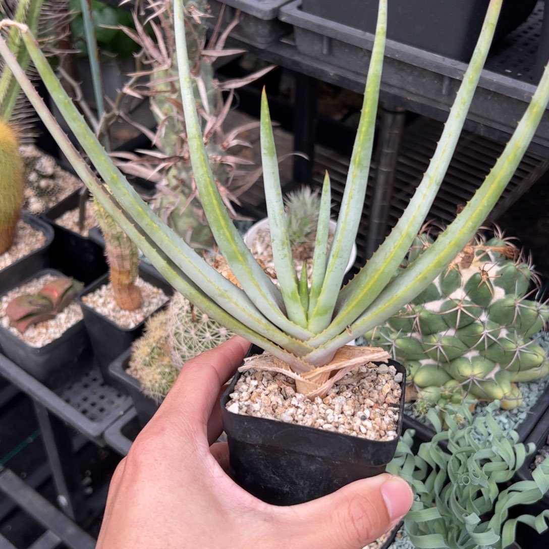 实生银穗芦荟 脱土发货