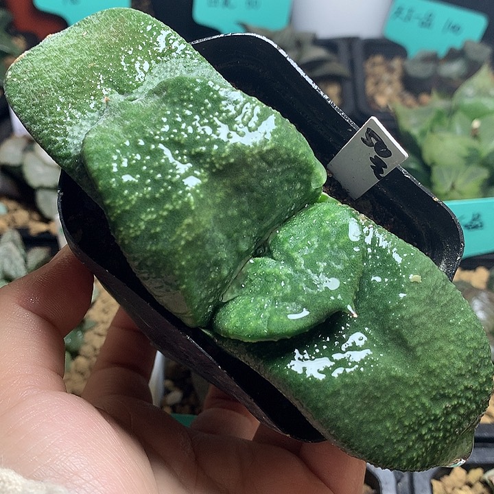 卧牛一物一拍带盆