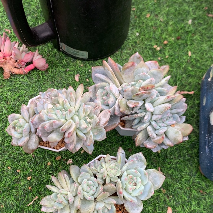 ****潭多肉植物叶插星影朵朵