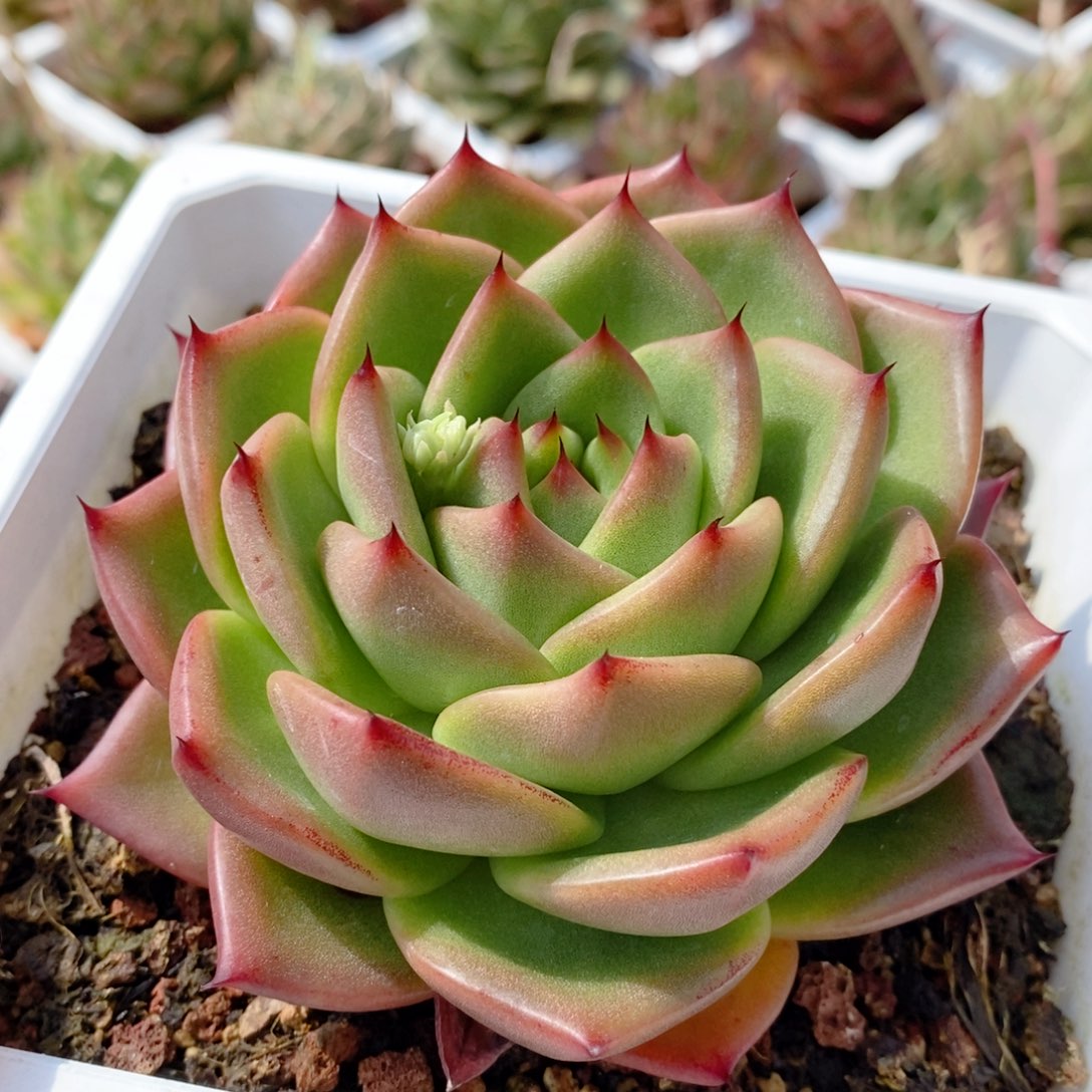 311 号东云系多肉植物